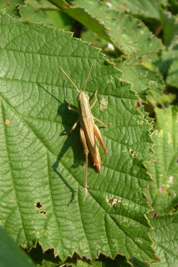 Orthoptera: sbagliando si impara